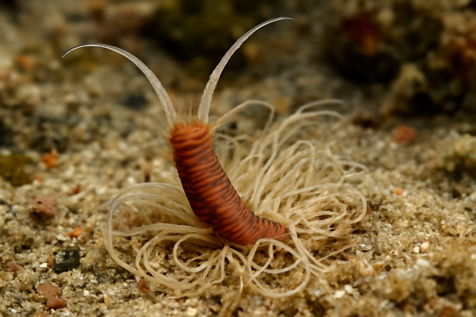 Mediterranean spionid worm