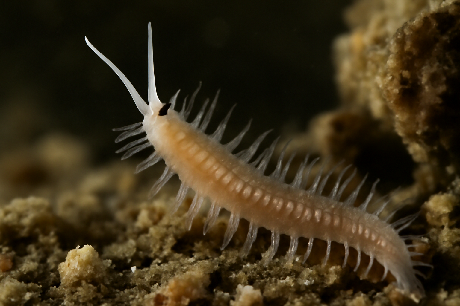 North Sea spionid worm