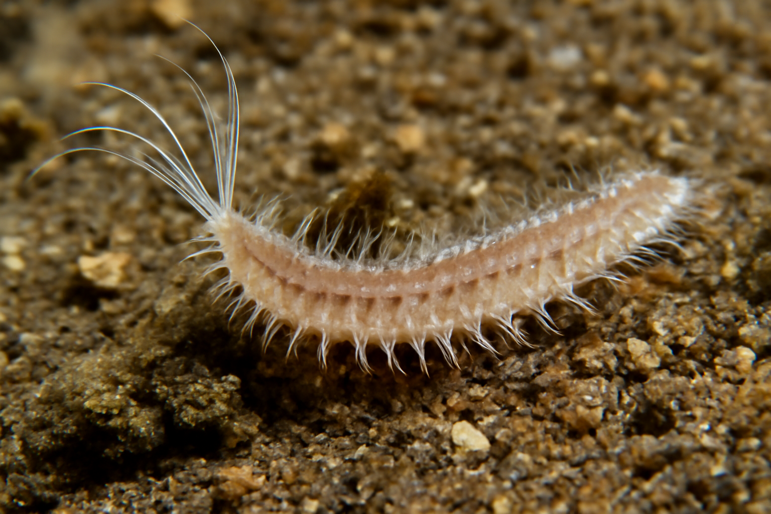 Mediterranean Spionid