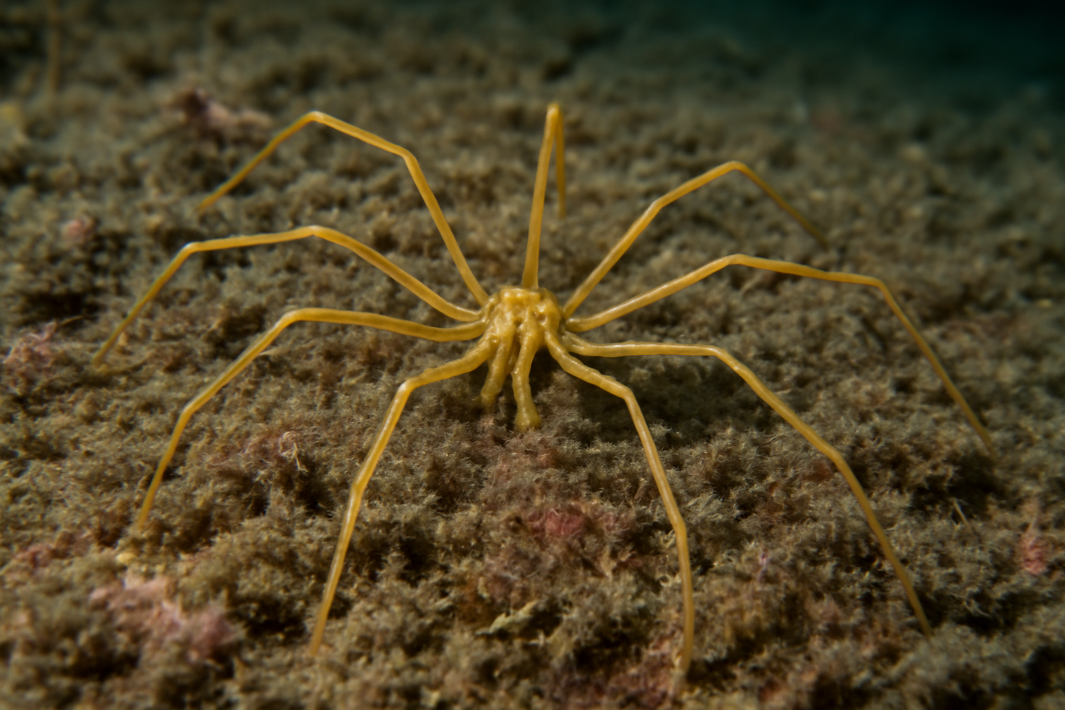 Atlantic sea spider