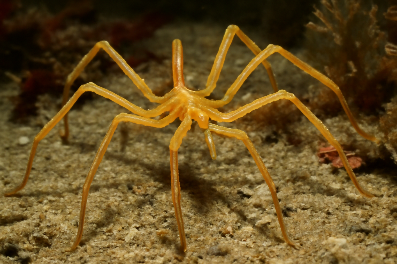 Pacific sea spider