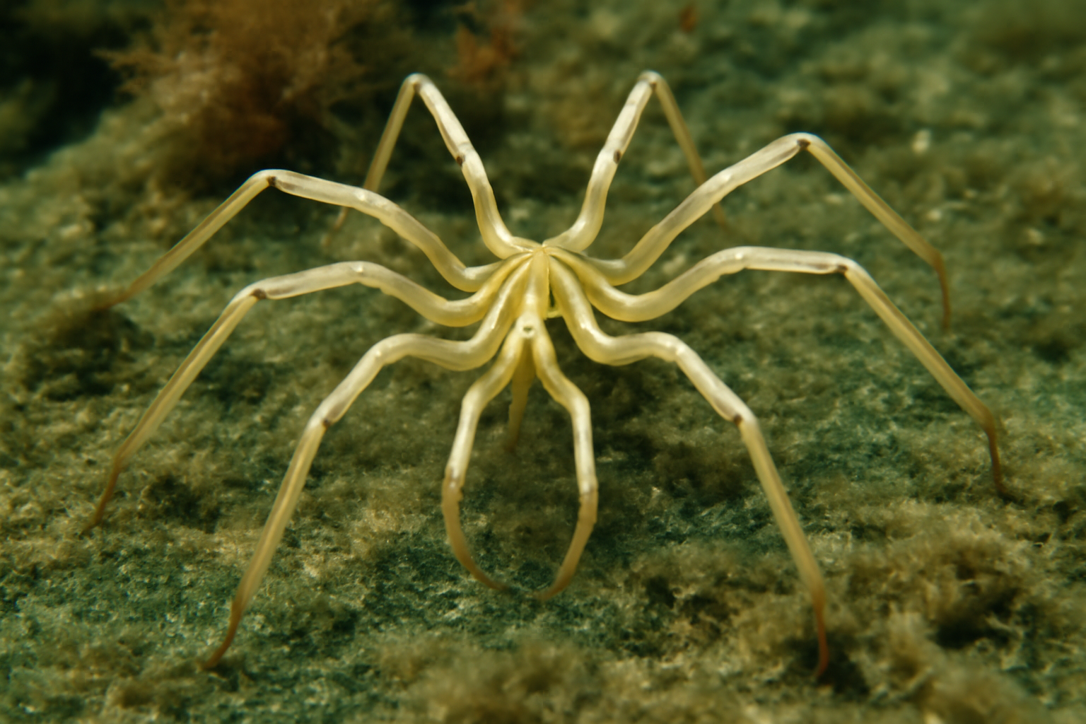 Arctic sea spider