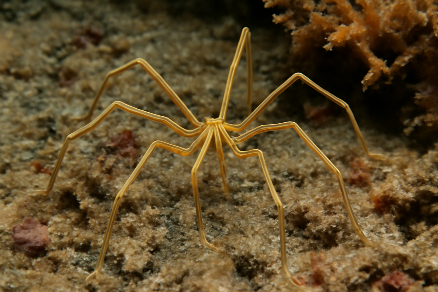 Indian sea spider