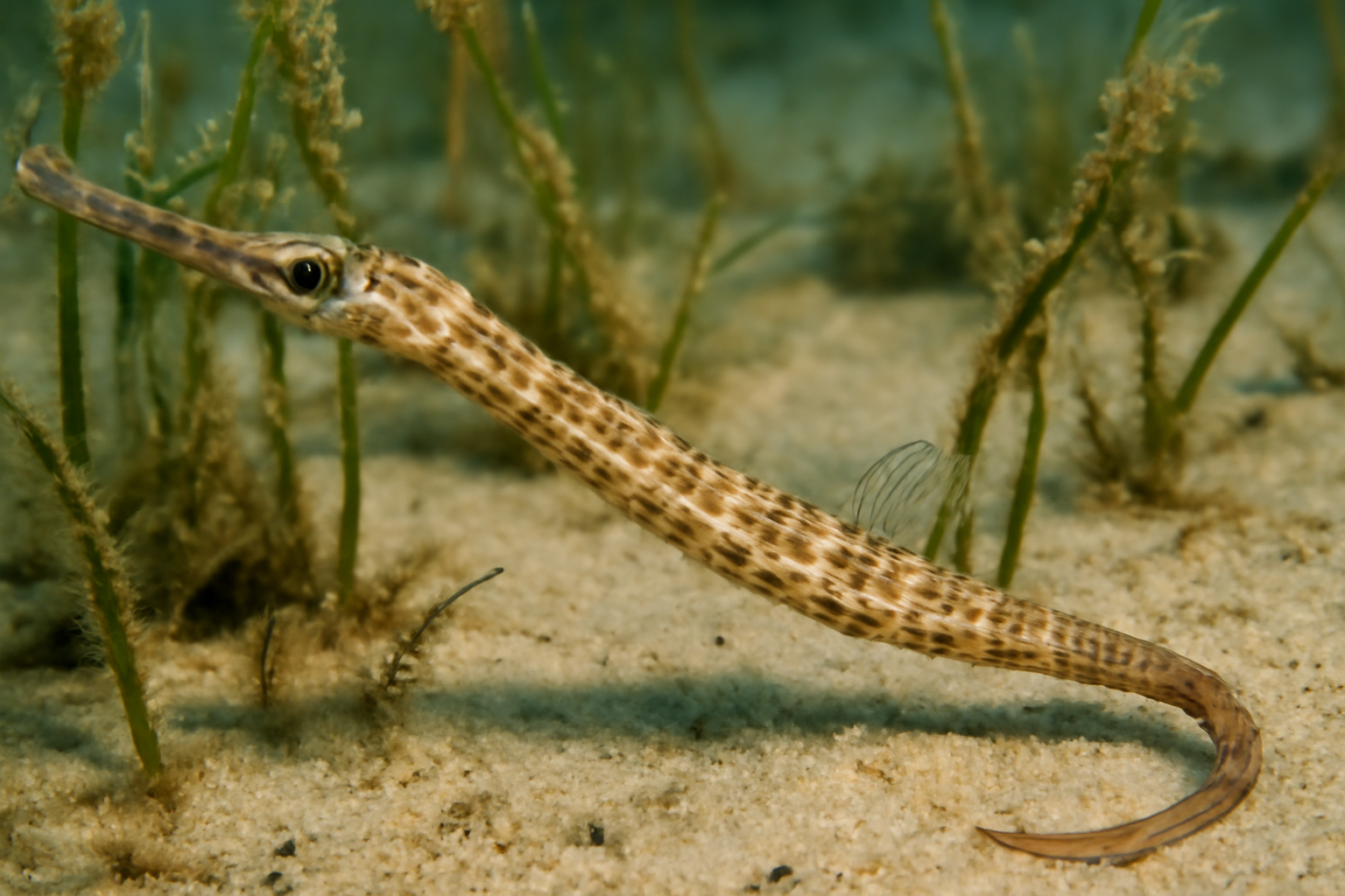 Petersen's Pipefish
