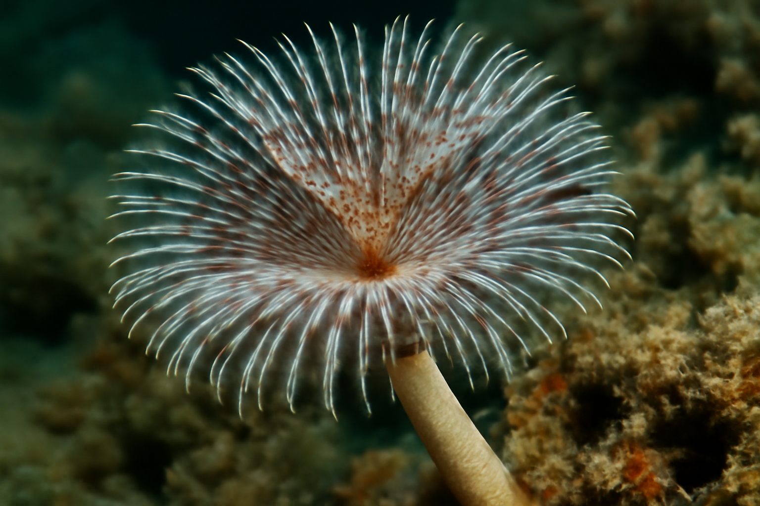 Hard Tube Coco Worm