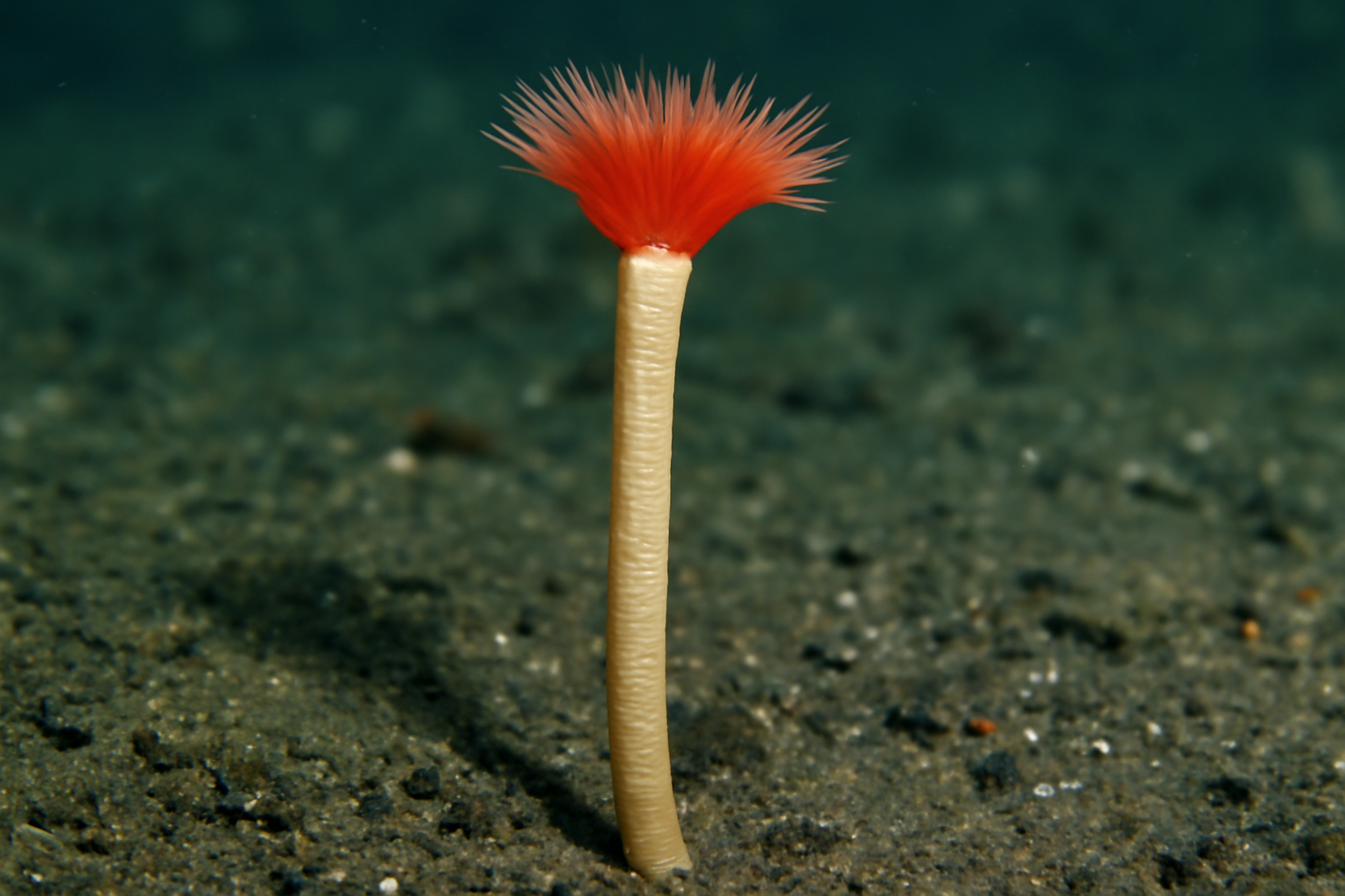 Beard Worm