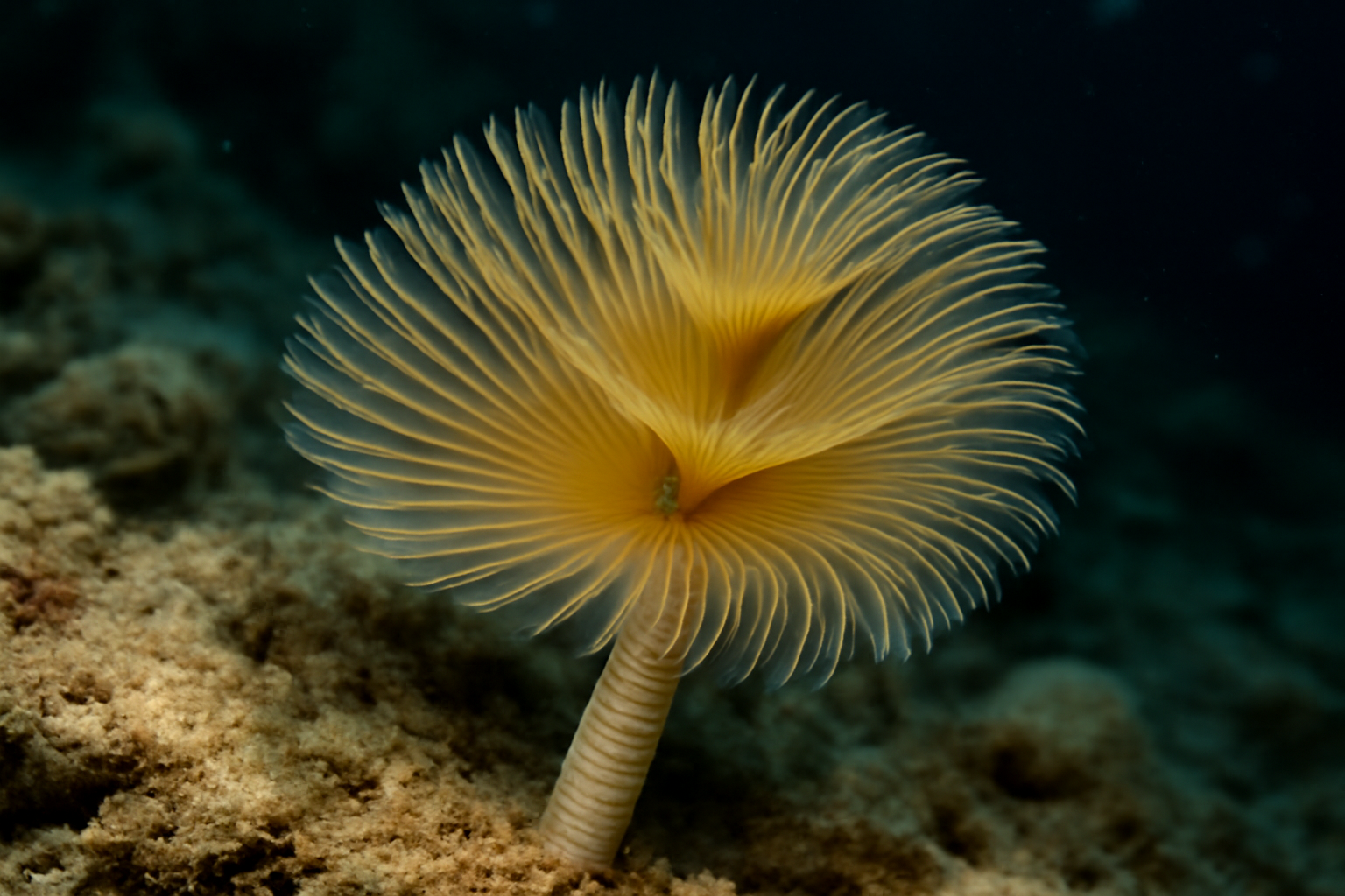 Tubeworm