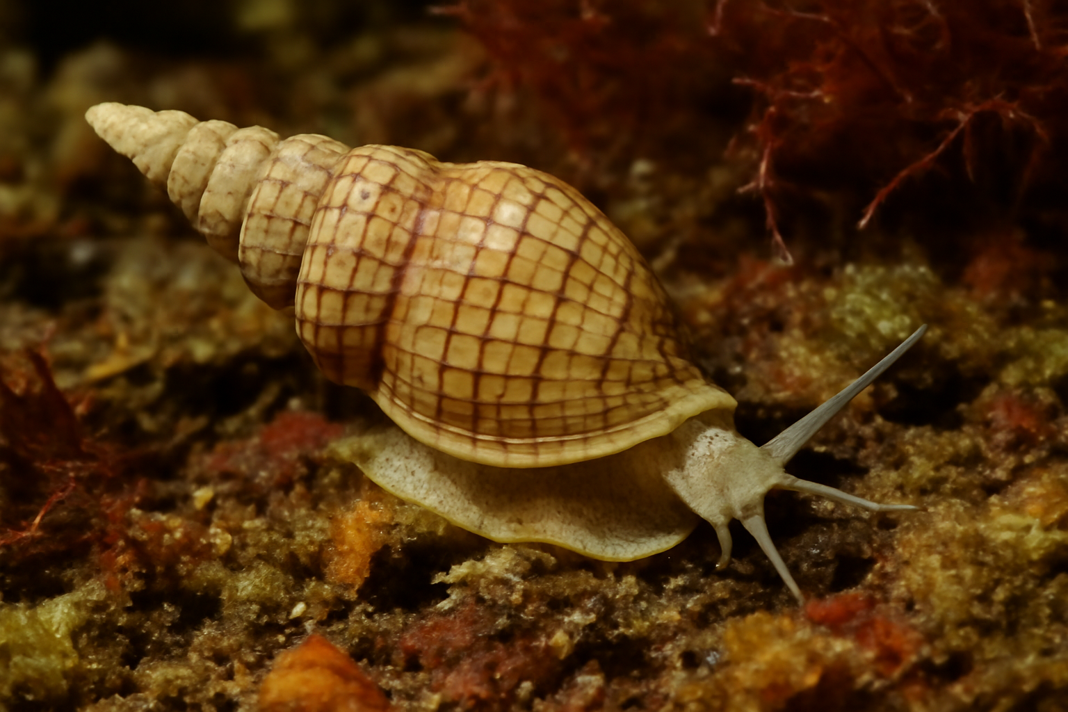 Amaea decussata