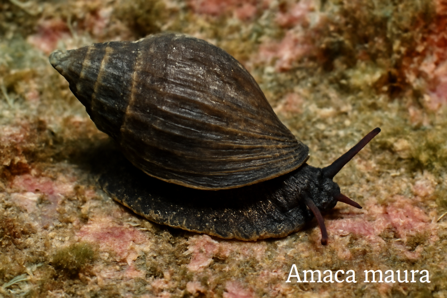 Amaea maura