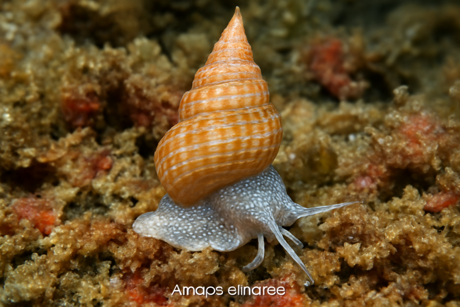 Amaea sinensis