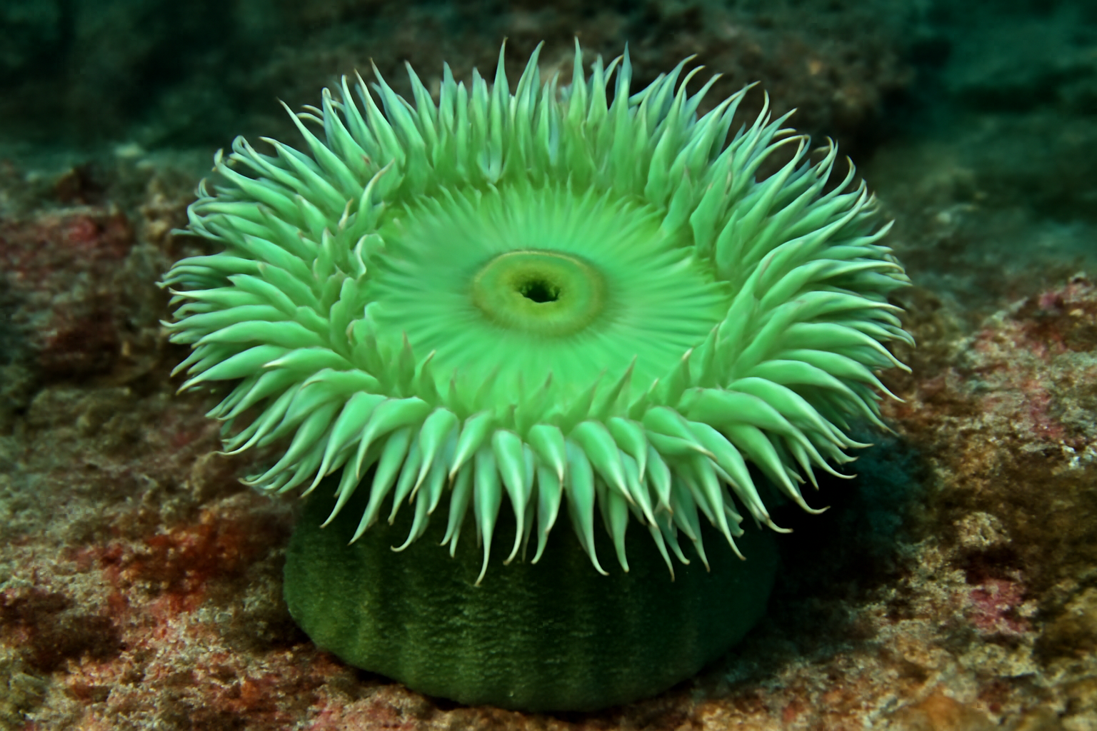 Giant Green Anemone