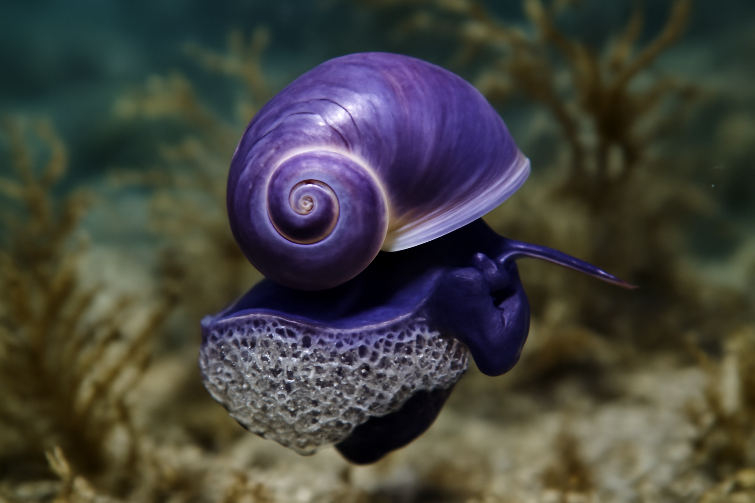 Violet Sea Snail
