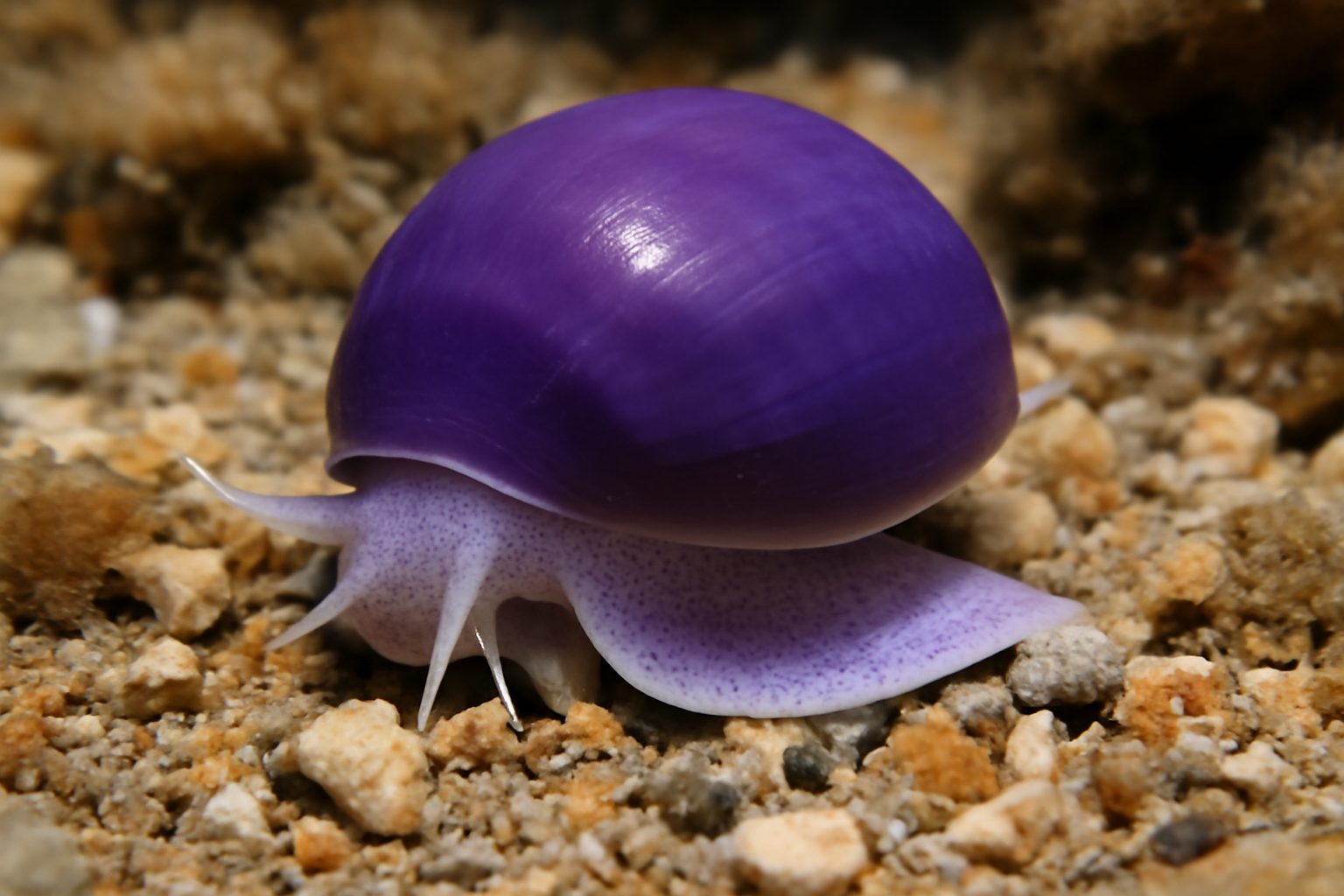 Purple Storm Snail