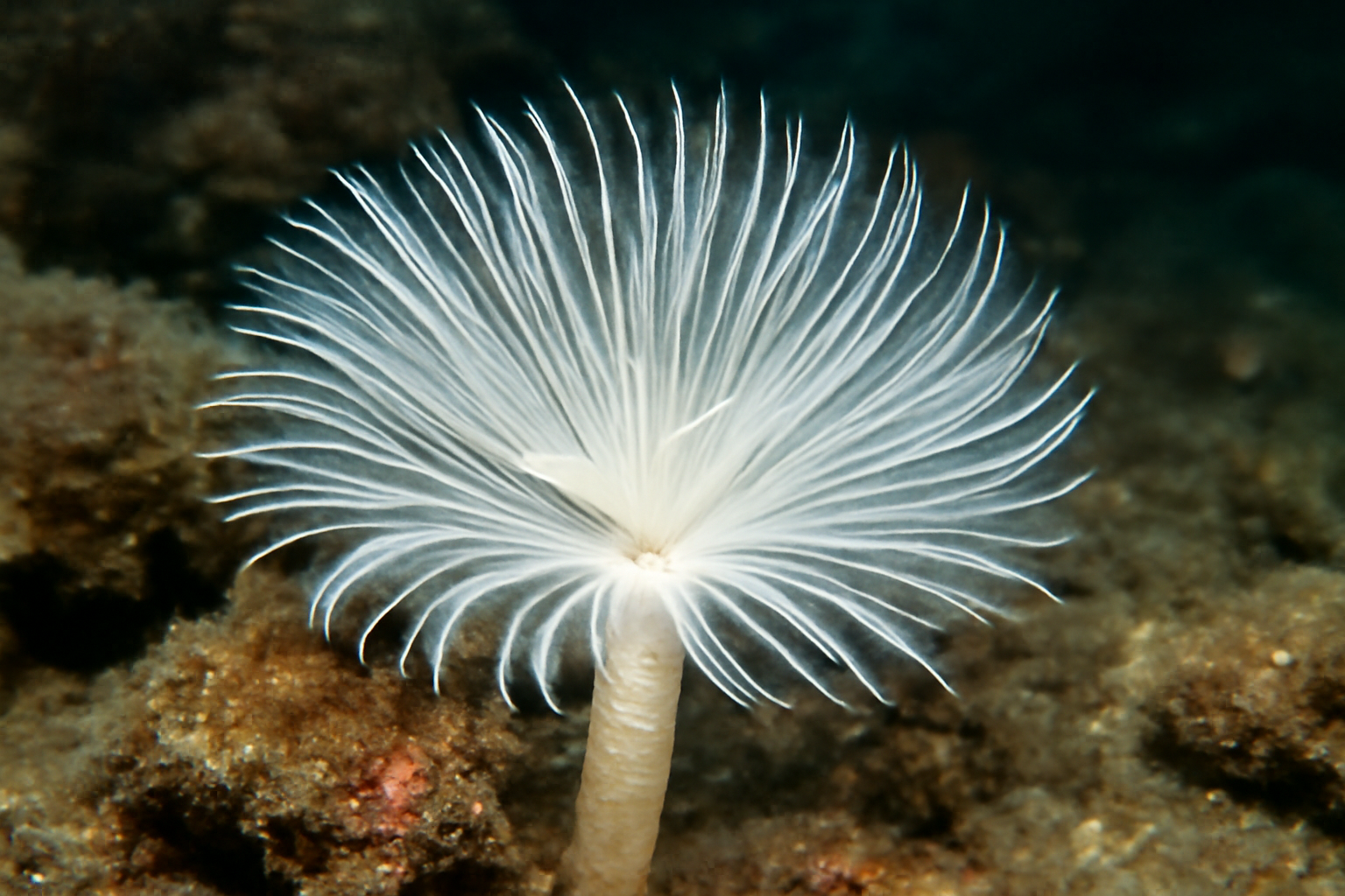 White tube worm