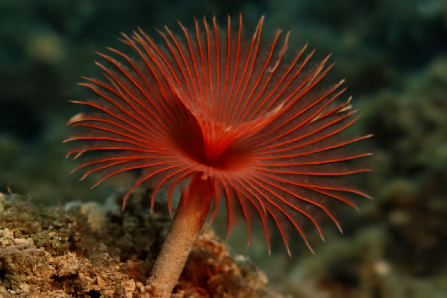 Red tube worm