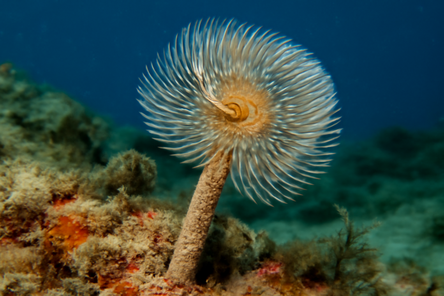 Mediterranean Trunk Worm