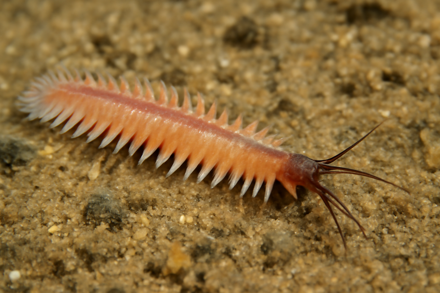 Long-clawed Paddle Worm