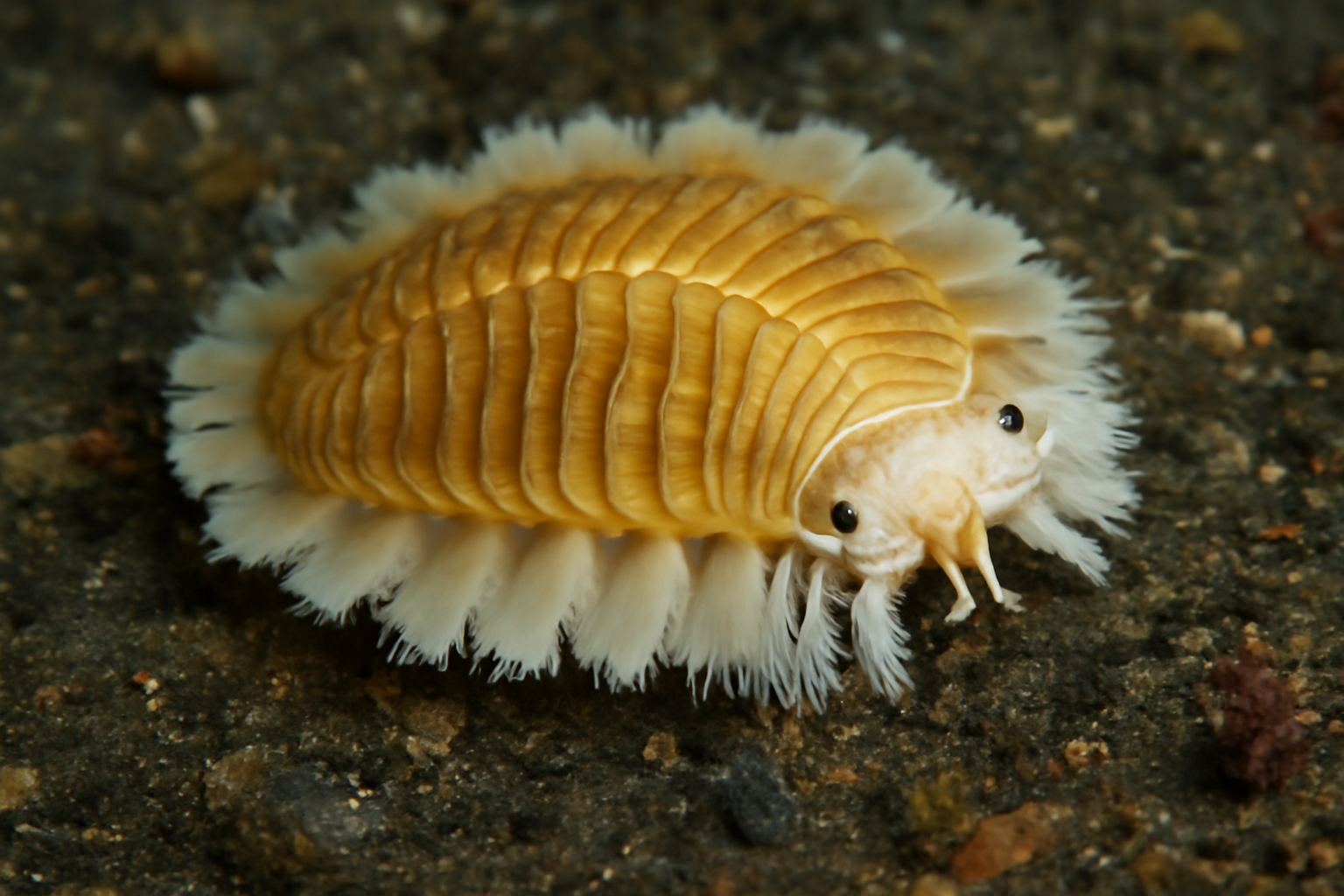 Antarctic Scale Worm