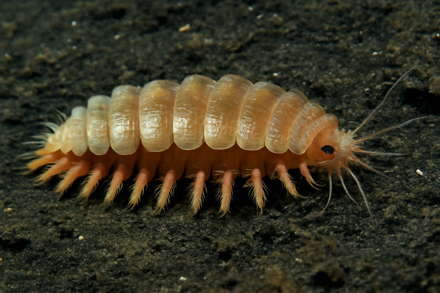 Deep-sea Scale Worm