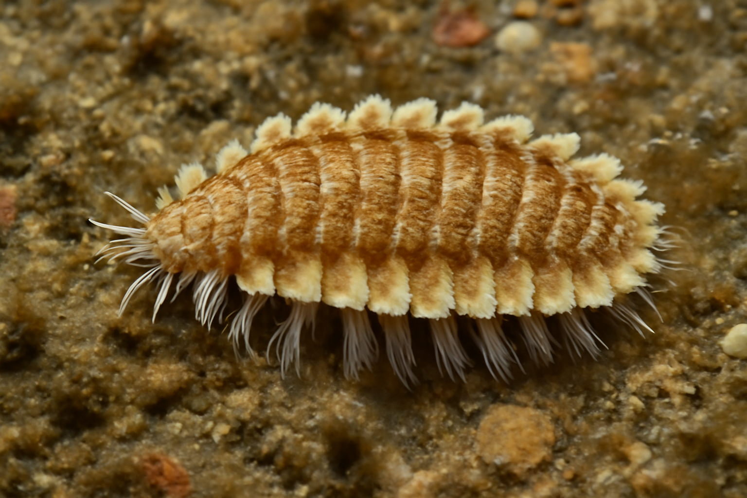 Scaled worm