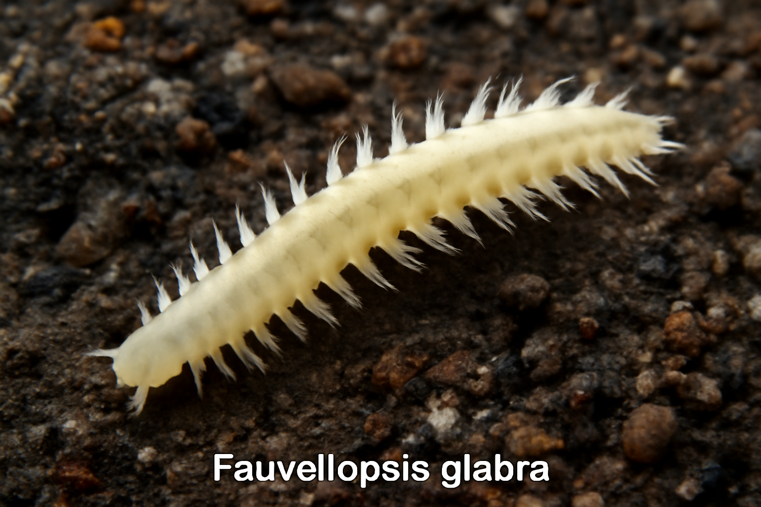 Fauveliopsis glabra