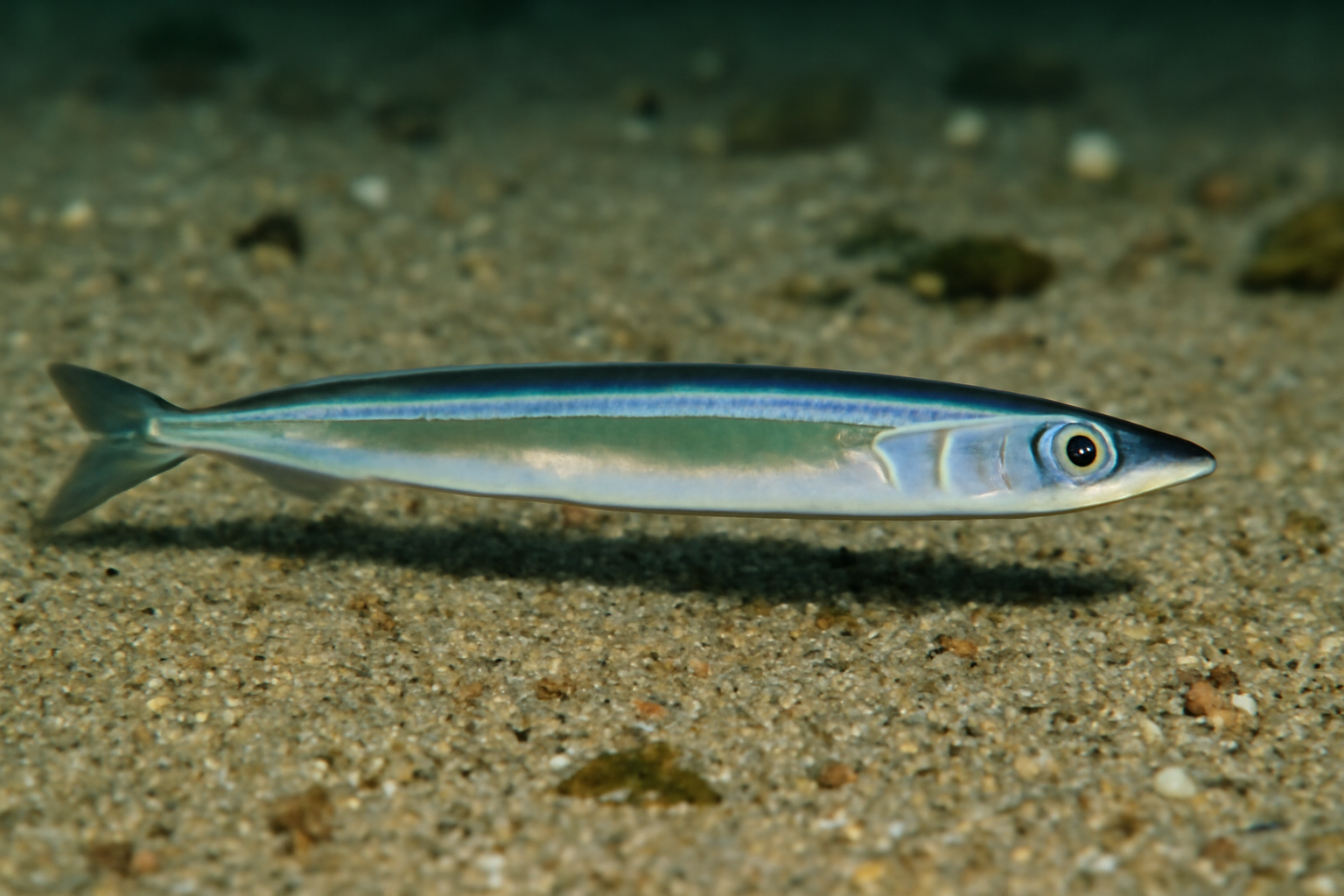 Northern sand lance