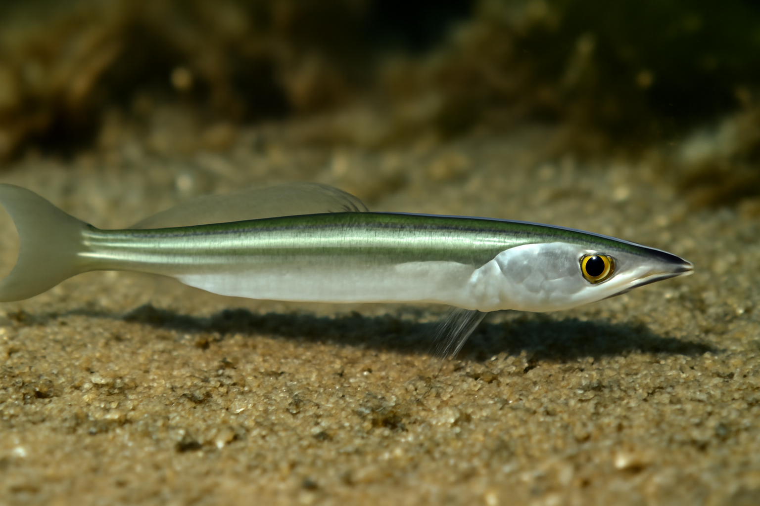 Lesser sand eel