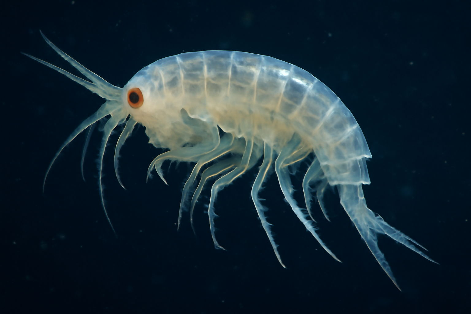 Keratoalciopa Antarctic Amphipod