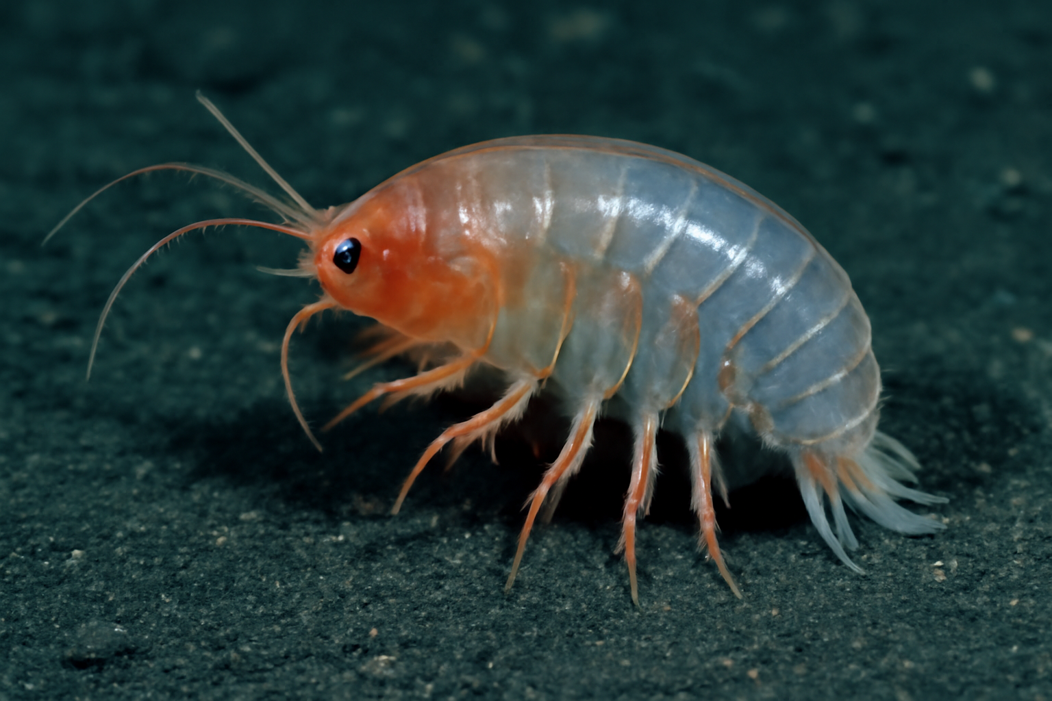 Nanobathyalciopa andeepi