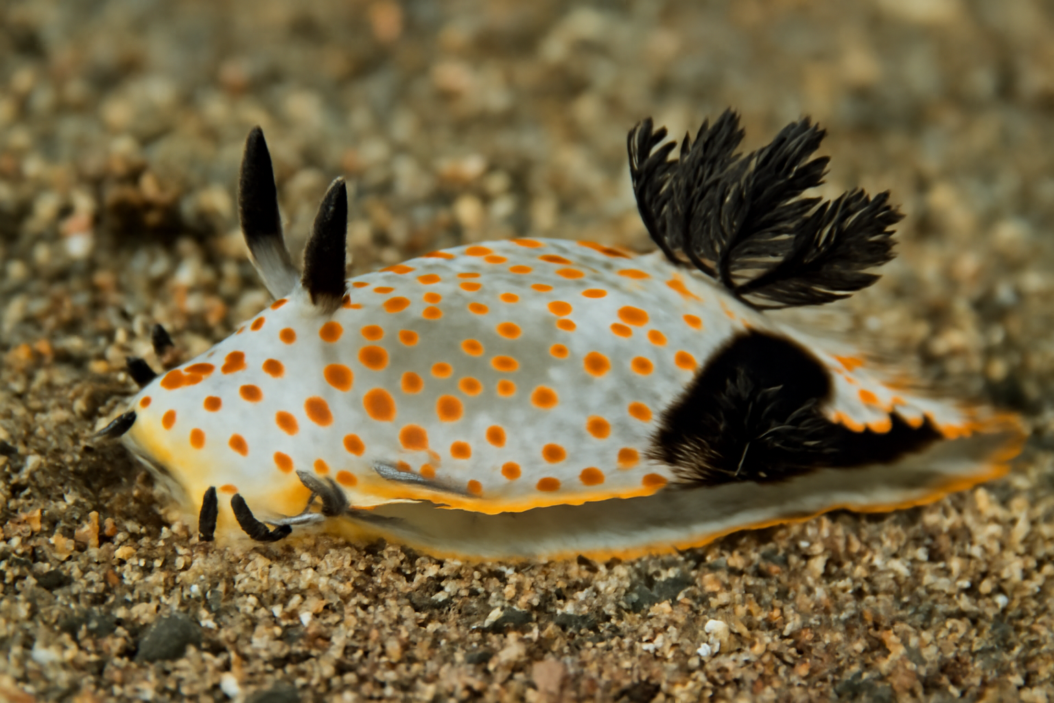 Paralciopa melanopleura