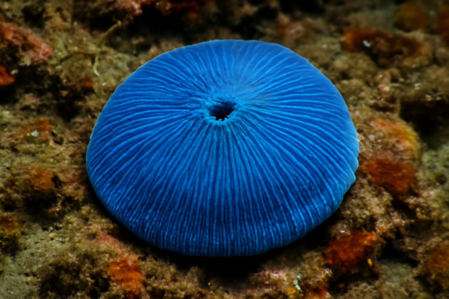 Blue Tarracoblabe