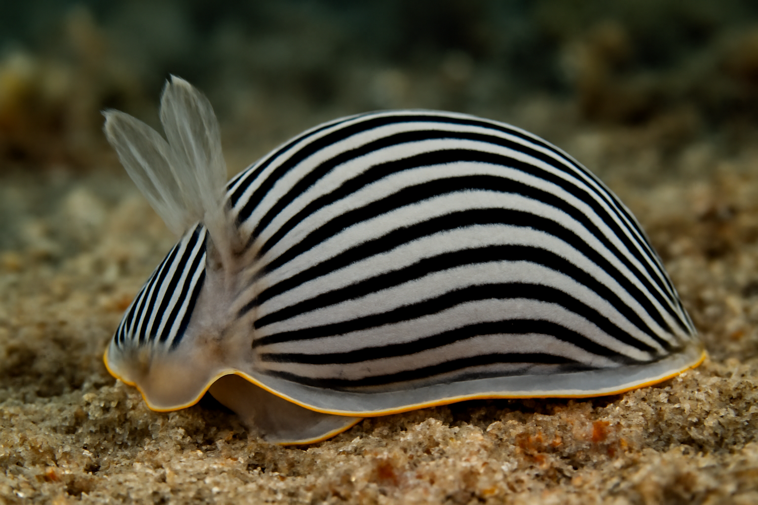 Striped Tarracoblabe