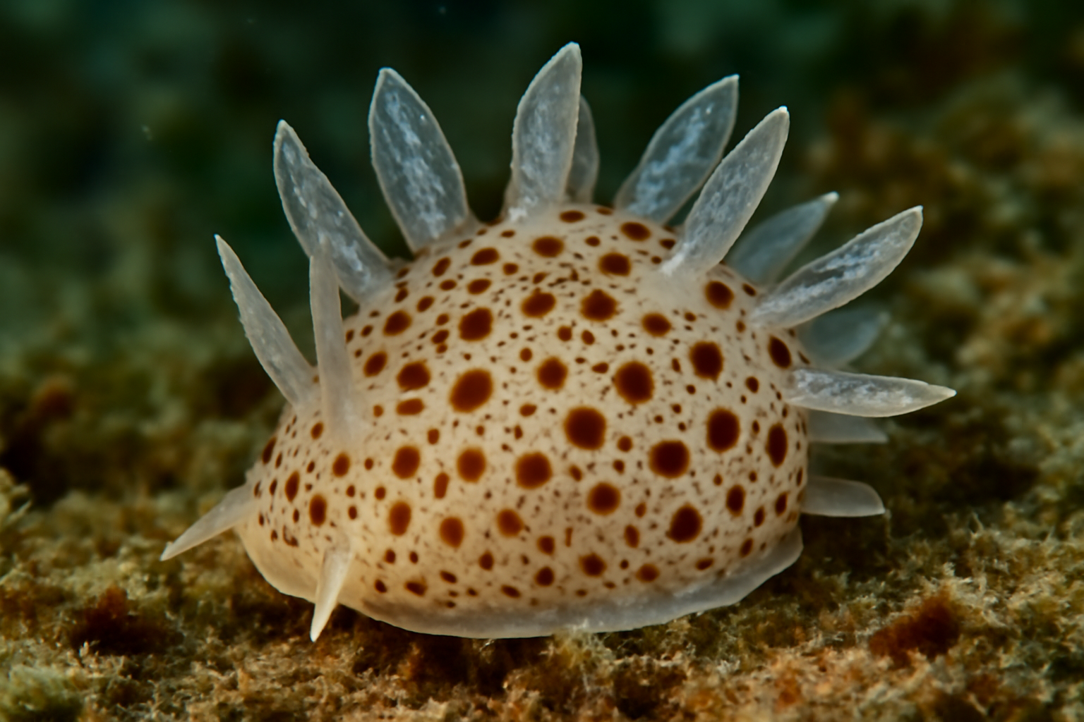 Spotted Tarracoblabe