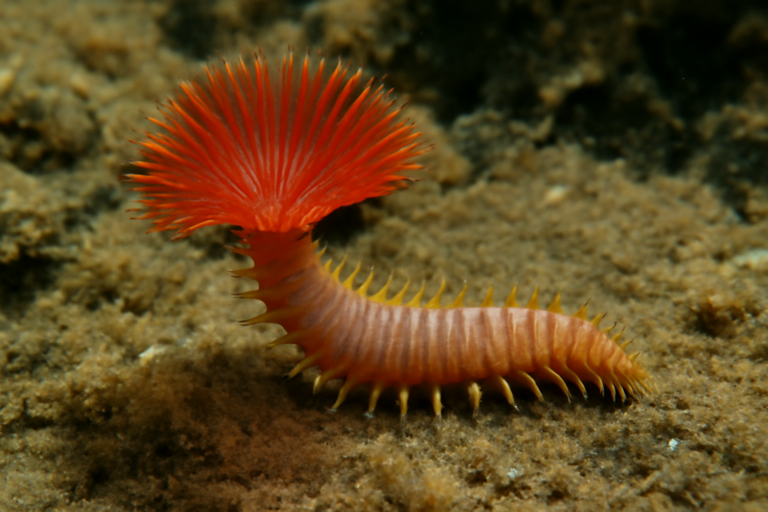 Webster's Worm