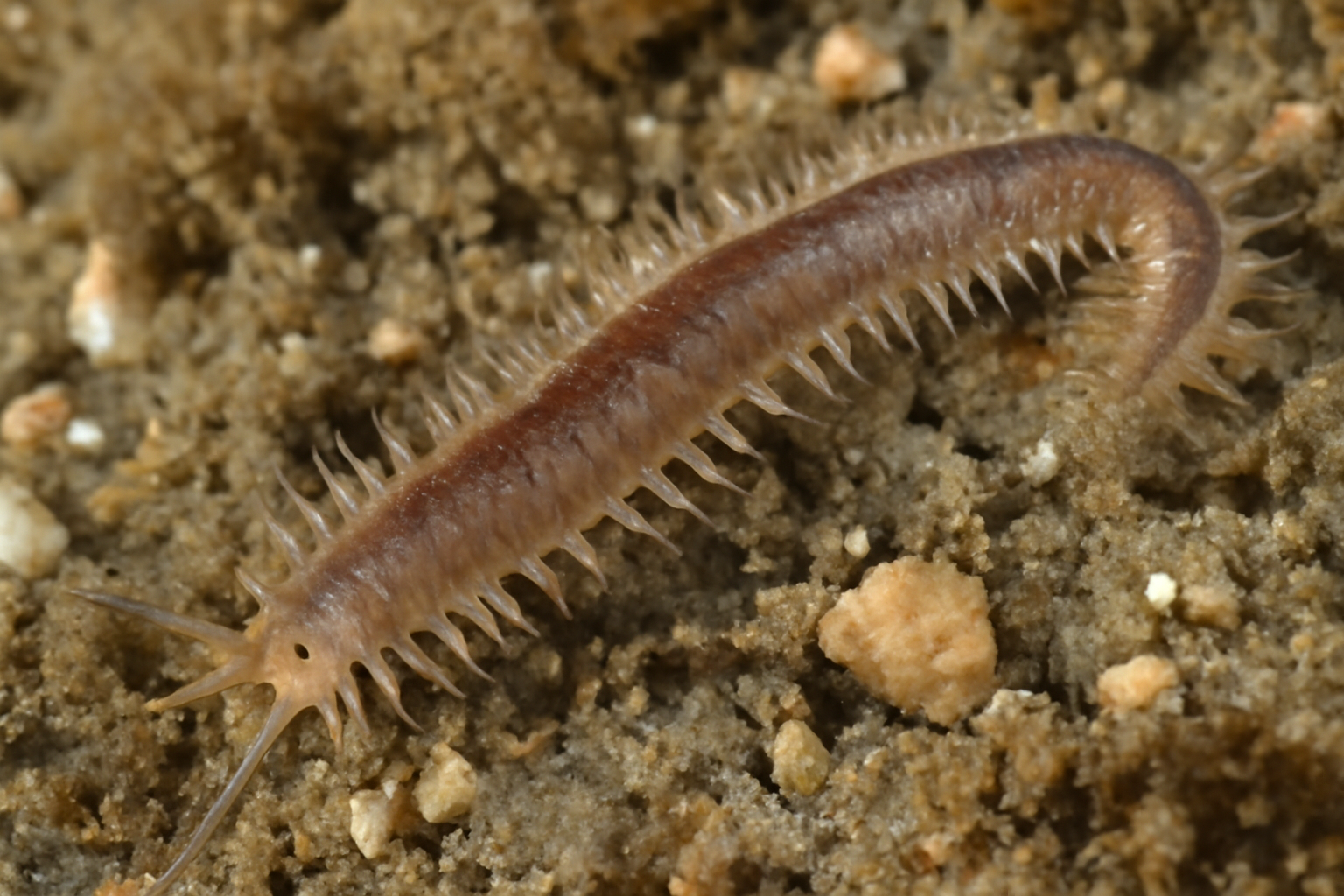 Webster's Mud Worm