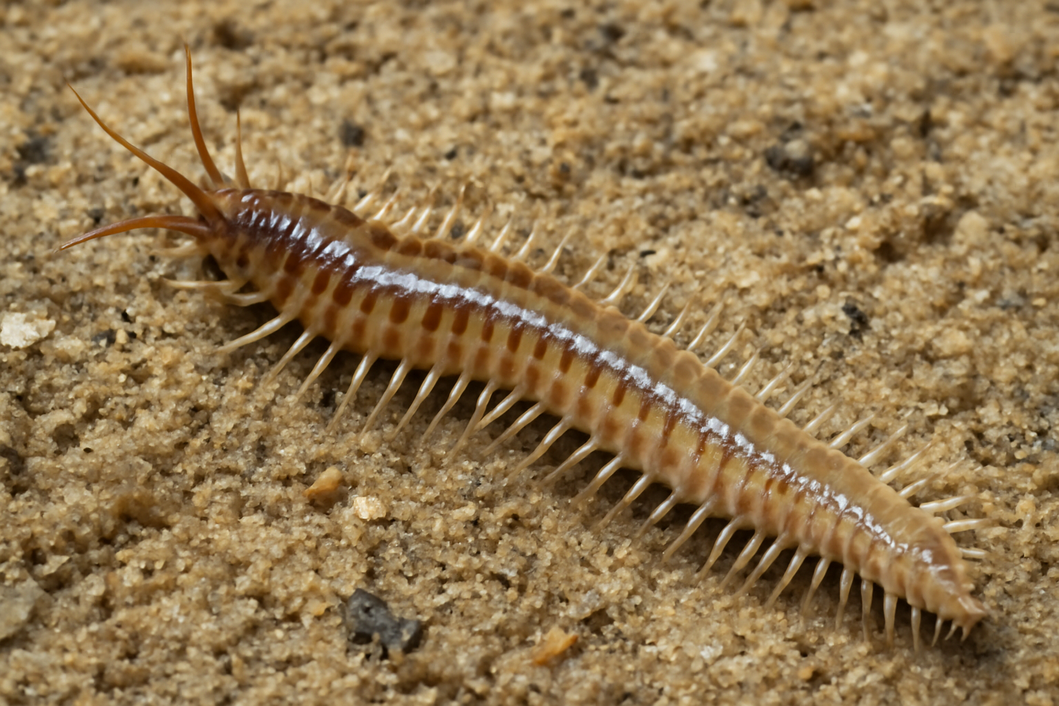 Webster's Sand Worm