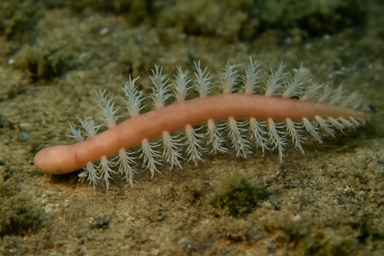 Lacydonia Elongata
