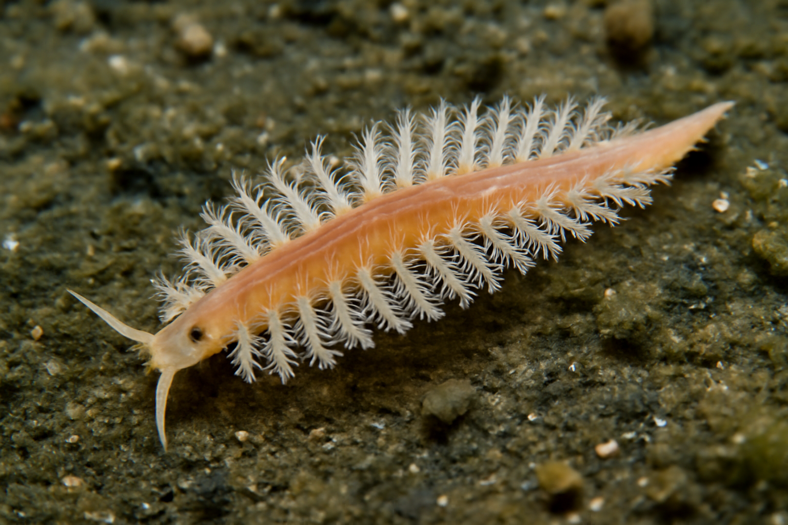 Lacydonia Lanceolata