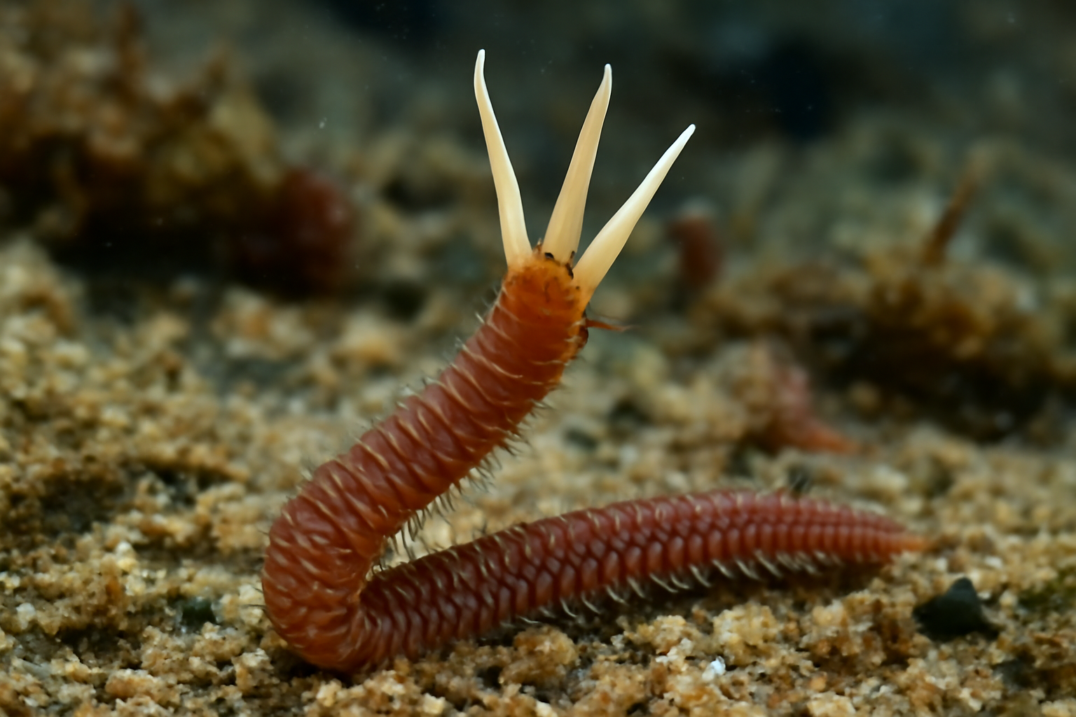 Trident worm