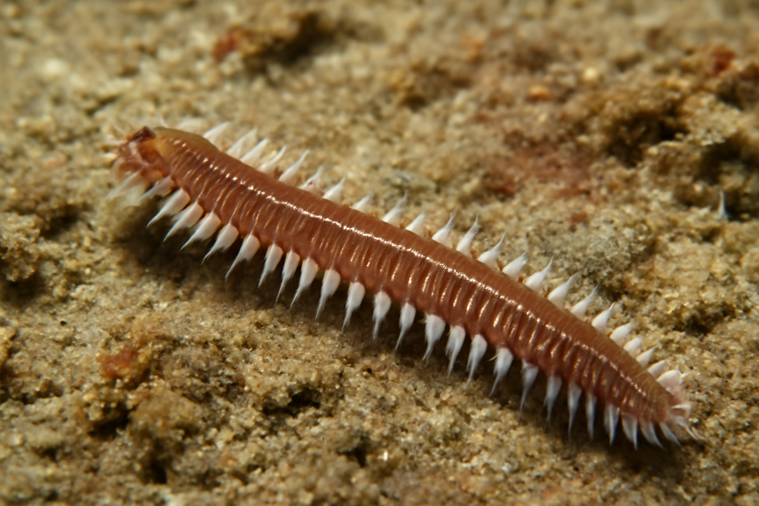 Pacific bristle worm
