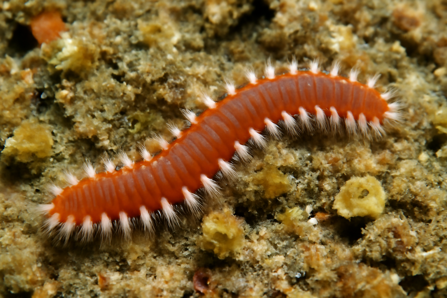 Red bristle worm