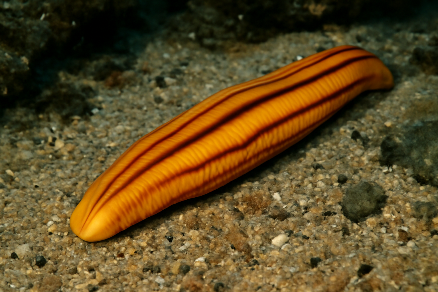 Antarctic Ribbon Worm