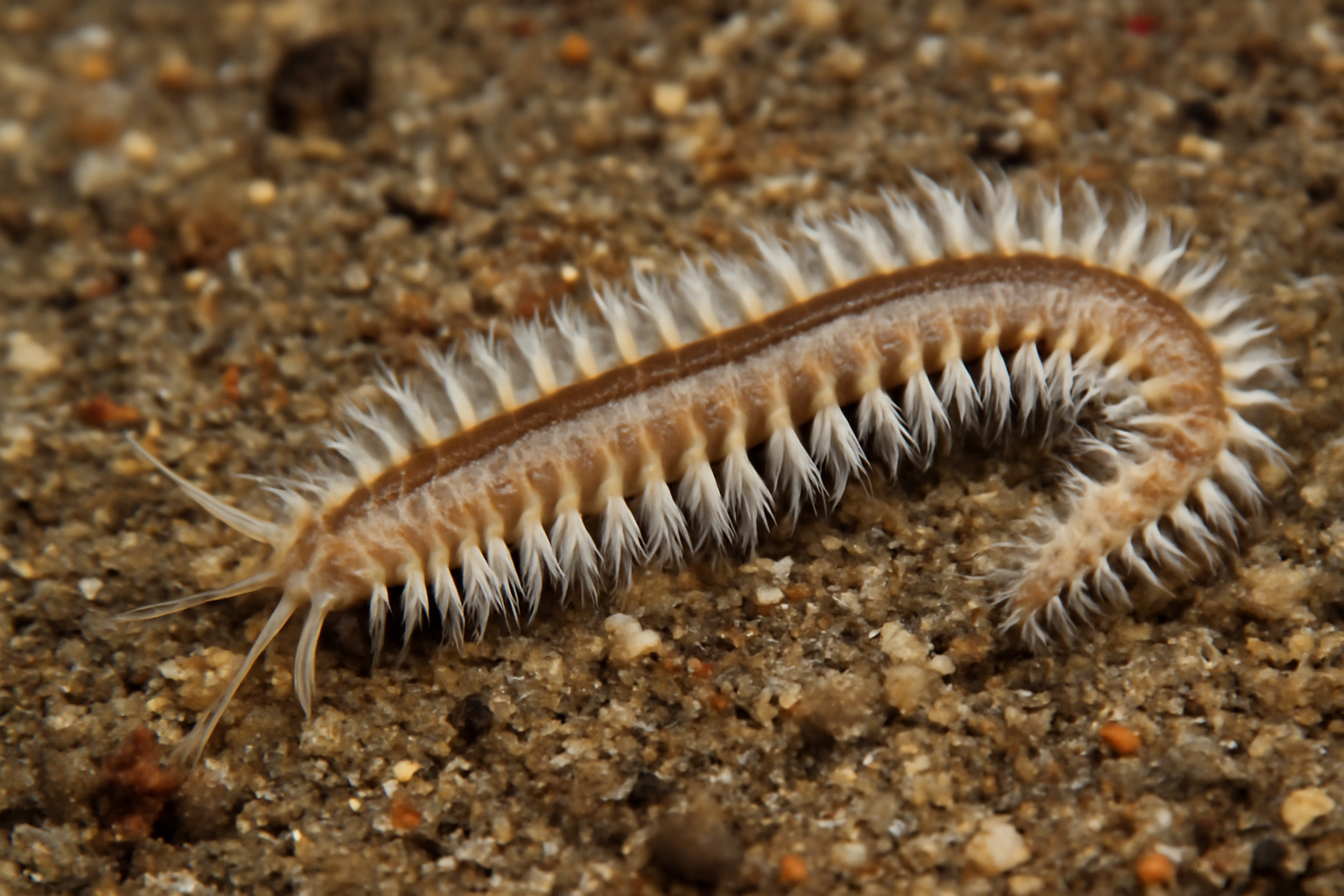 Micronephthys sphaerocirrata
