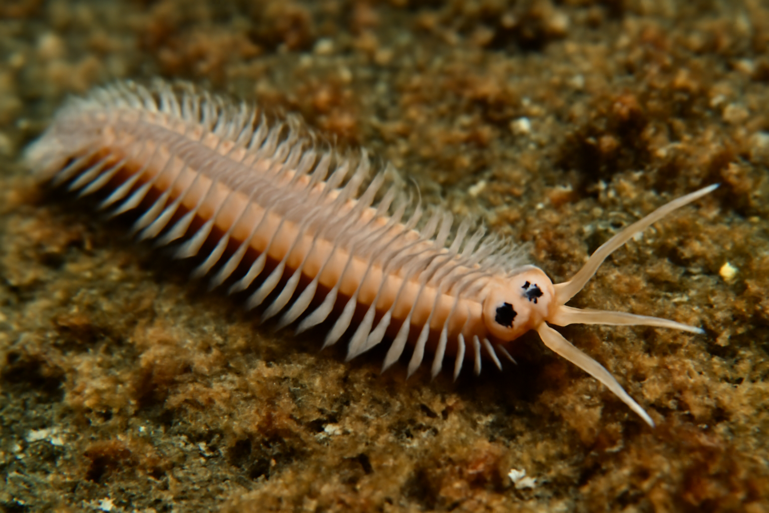 Spectacled Paddleworm