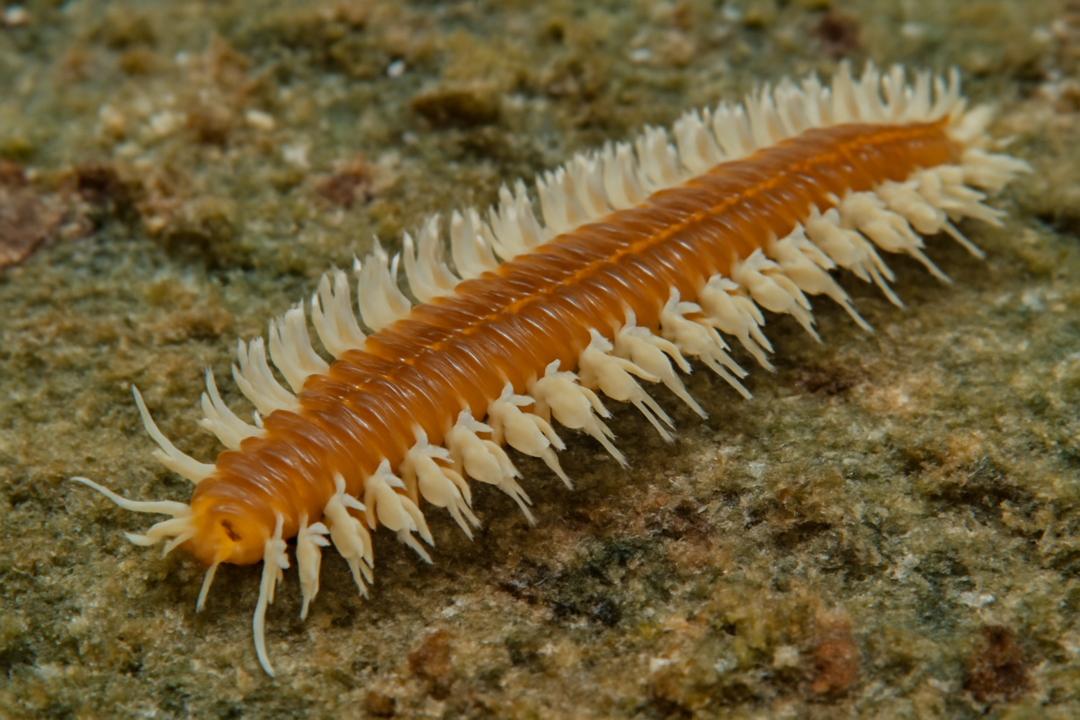 Southern Paddleworm