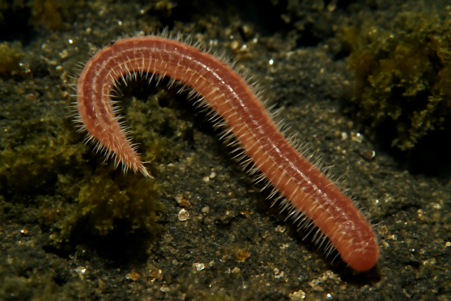 Greenland Worm