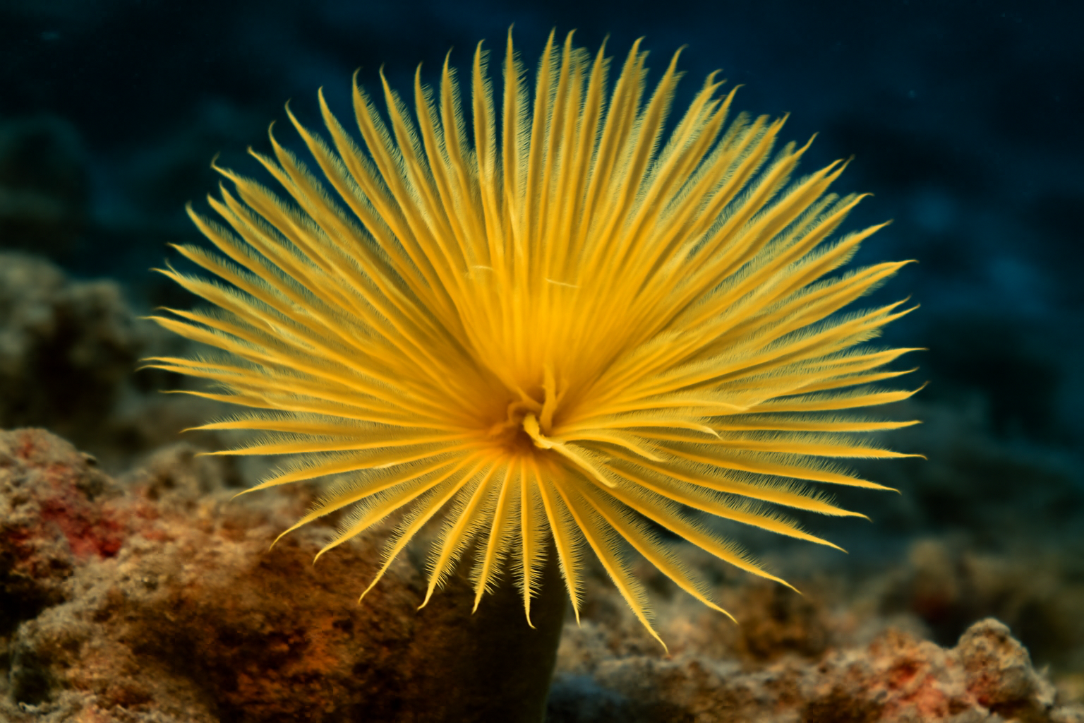 Yellow Feather Duster