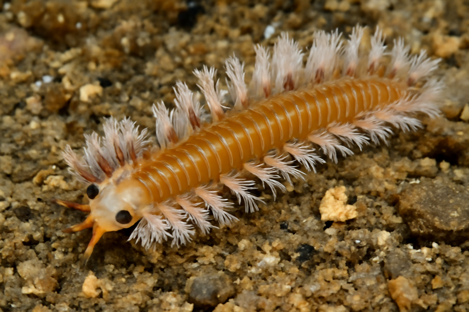 Carnac worm