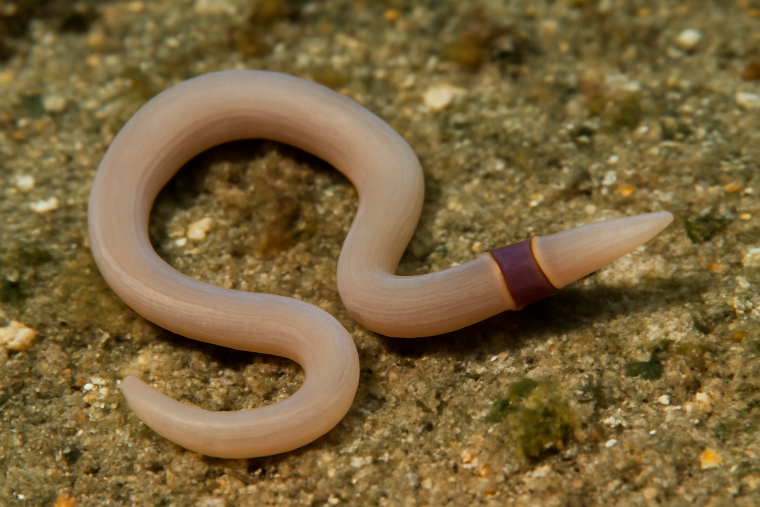 Headband worm