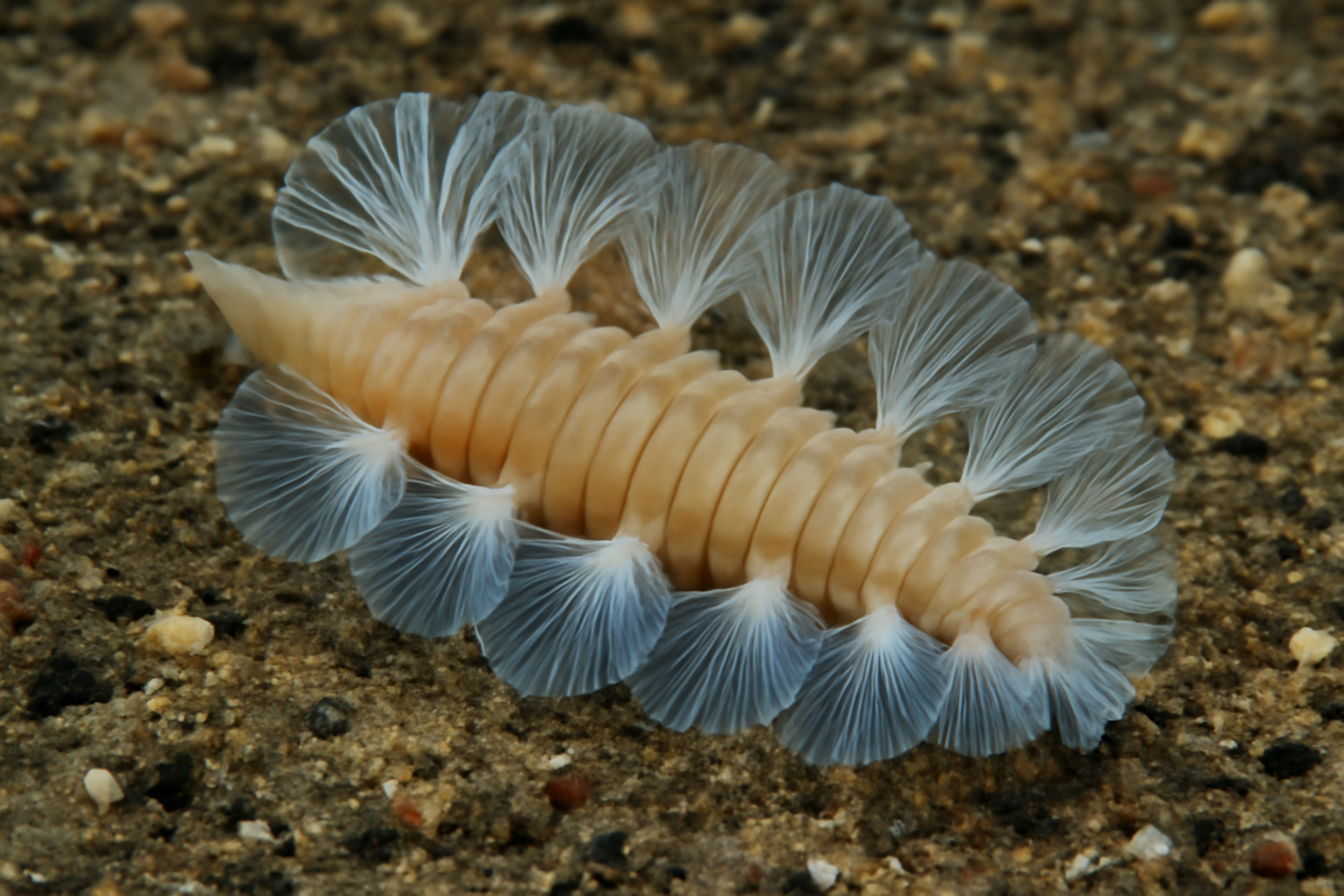Webbed worm